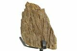 Dinosaur (Triceratops) Frill Shield Section w/ Stand - South Dakota #363641-1